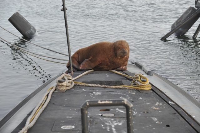 Walrus on HNLMS Dolfijn